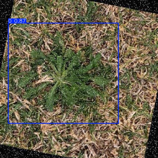 Annotated Image