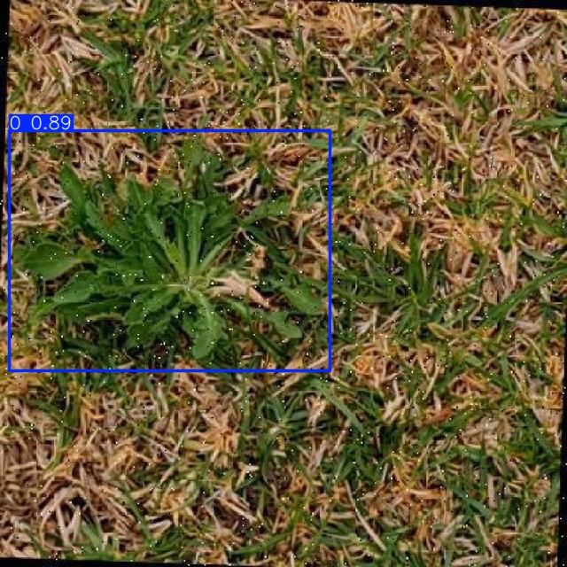 Annotated Image