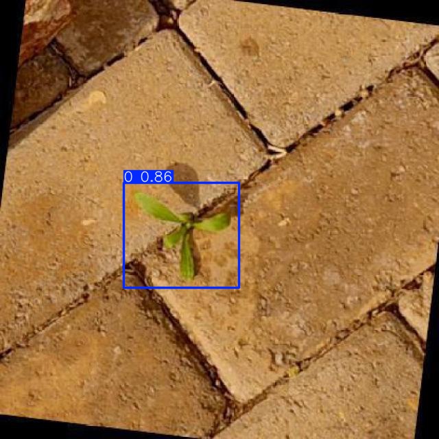 Annotated Image