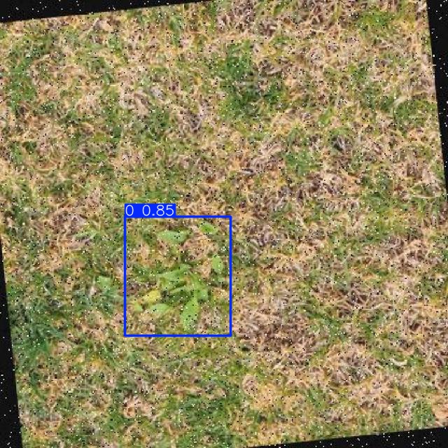 Annotated Image