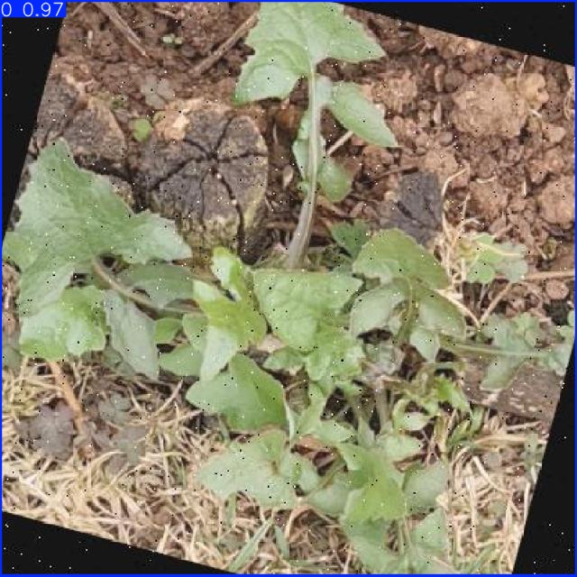 Annotated Image