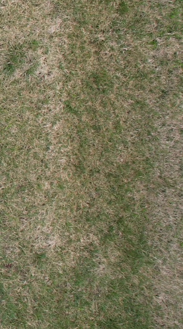 Annotated Image