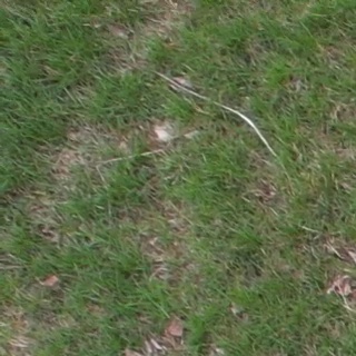 Annotated Image
