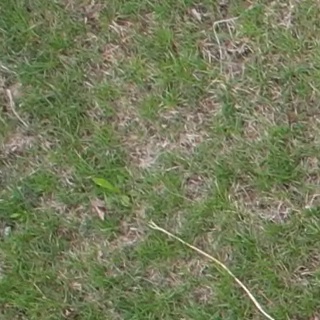 Annotated Image