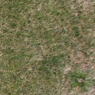 Annotated Image