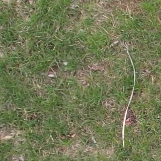 Annotated Image