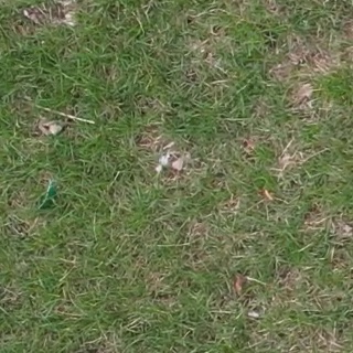 Annotated Image