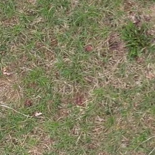 Annotated Image