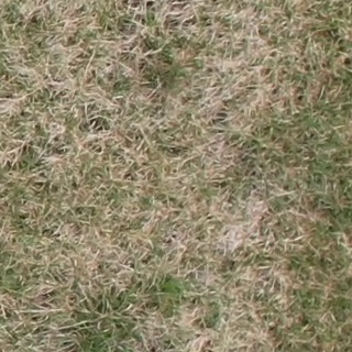 Annotated Image