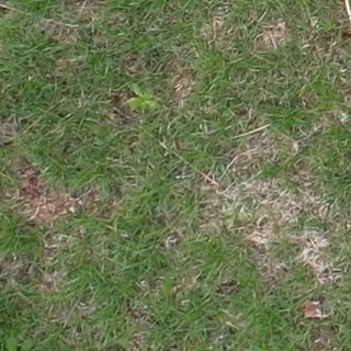 Annotated Image