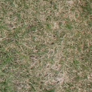 Annotated Image
