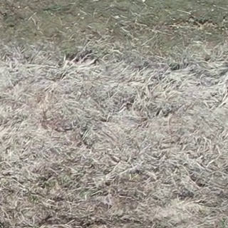 Annotated Image