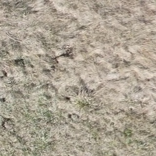 Annotated Image