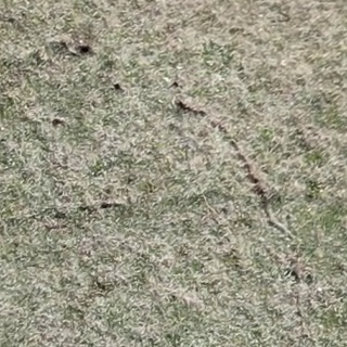 Annotated Image
