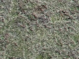 Annotated Image