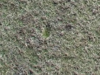 Annotated Image
