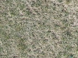 Annotated Image