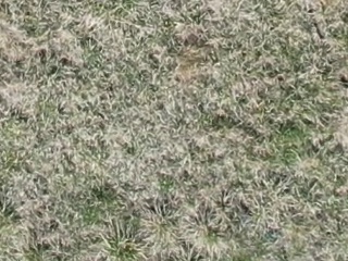 Annotated Image