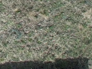 Annotated Image
